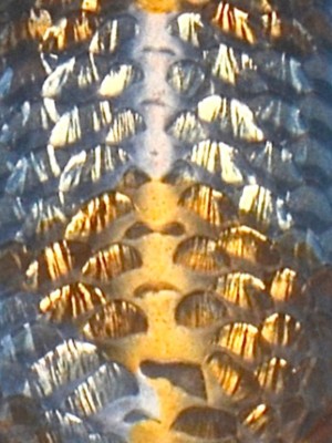 Ginrin Ginga - Detailaufnahme | Koi&Co. Ginrin Ginga - Detailaufnahme | Koi&Co.
